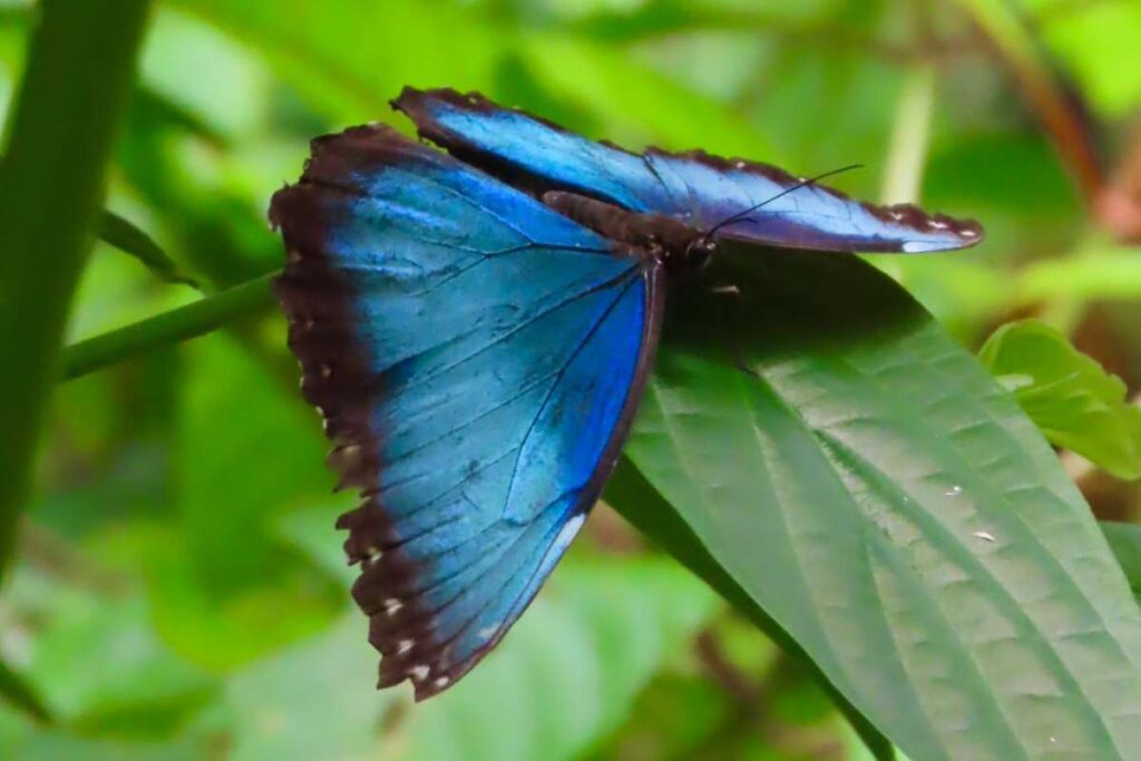 Blauwe vlinder in Costa Rica