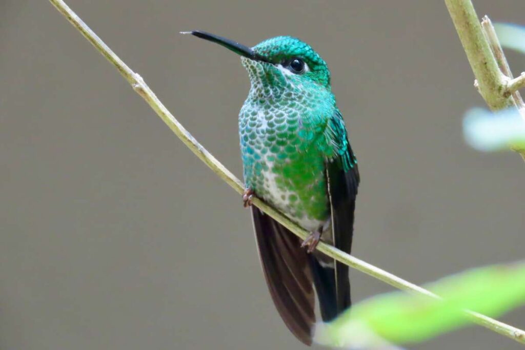 Colibri in de jungle van Costa Rica