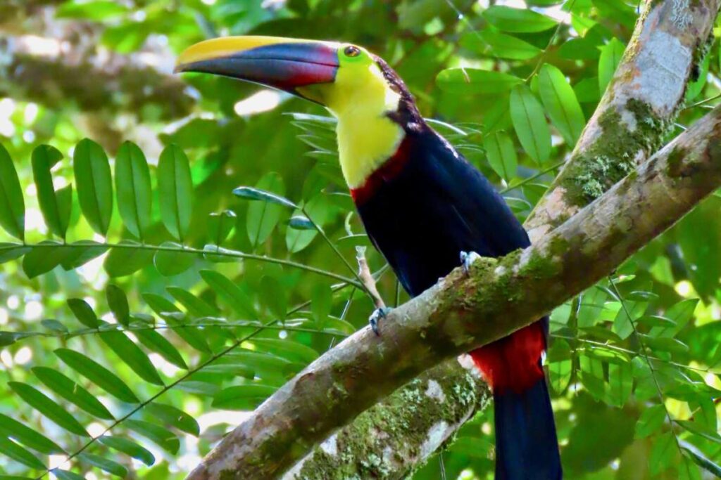 Toekan in de jungle van Costa Rica