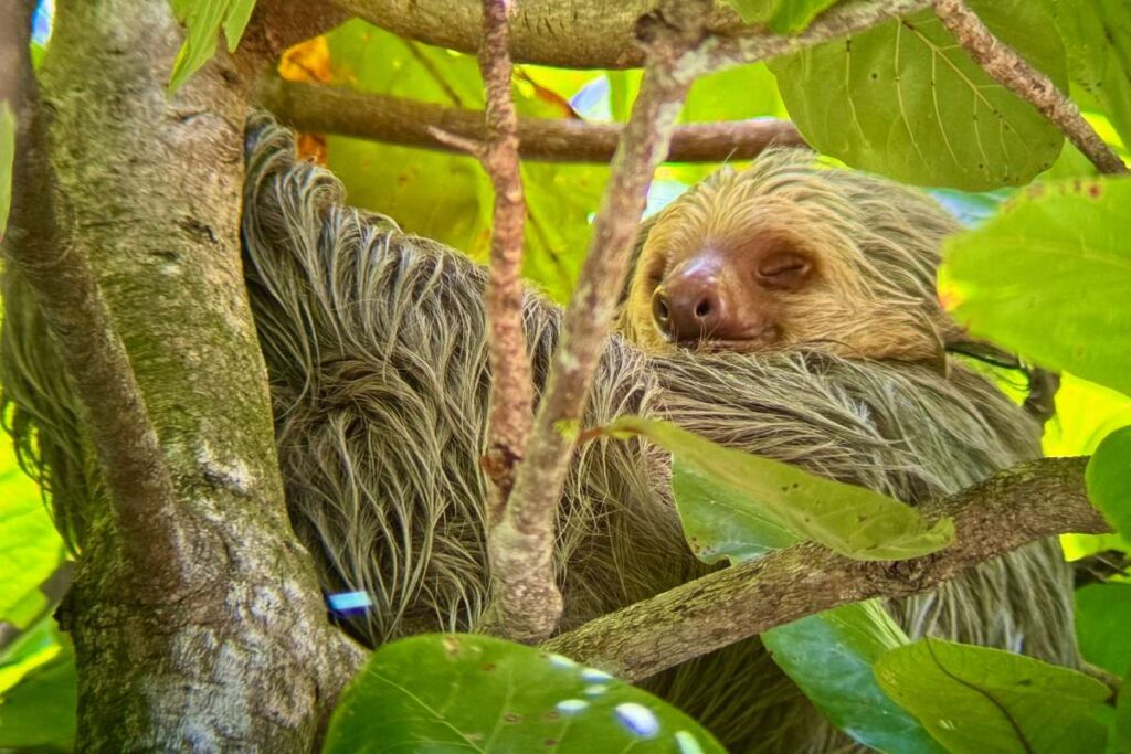 Luiaards spotten in Manuel Antonio National Park, Costa Rica