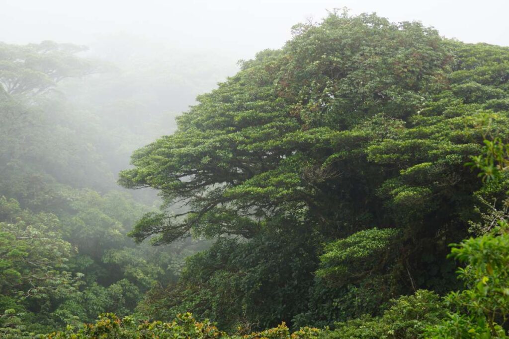 Nevelwoud Monteverde, Costa Rica