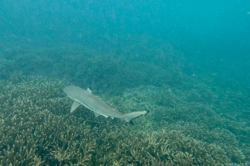 Snorkelen met rifhaaien in het oosten van Sri Lanka
