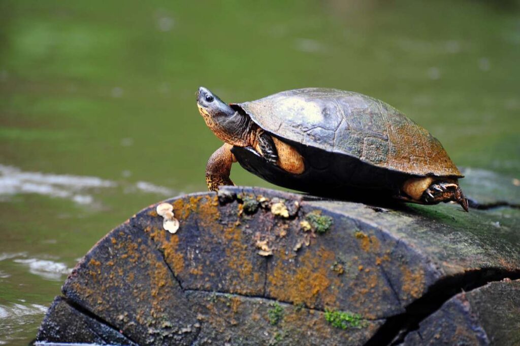 Schildpad in Tortuguero National Park, Costa Rica