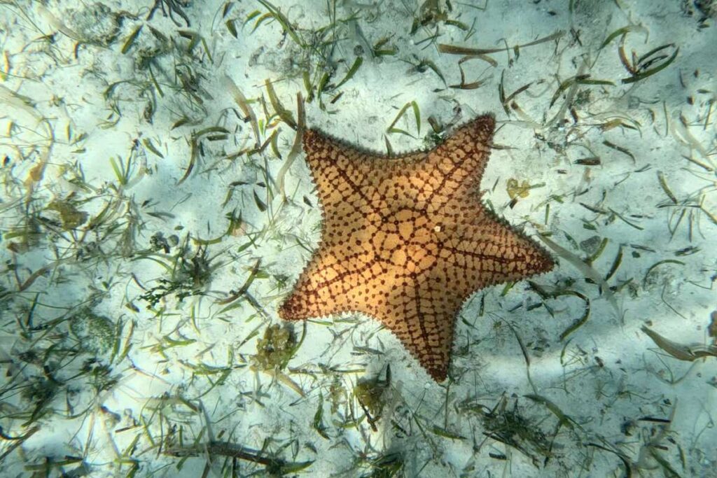 Zeester in het water bij Cozumel, Mexico