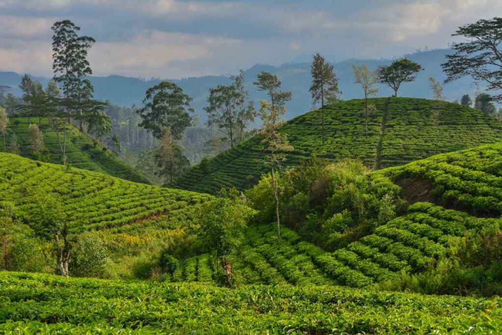 Groene theeplantages in Nuwara Eliya, Sri Lanka