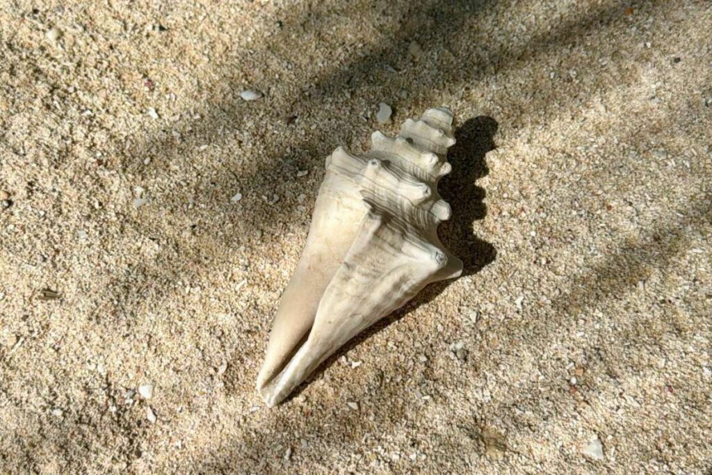 Witte schelp op het strand van Tulum, Mexico