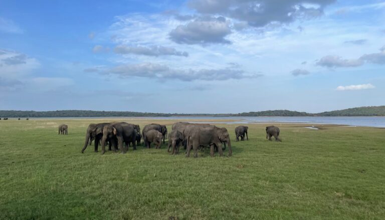 Olifantensafari in Sri Lanka