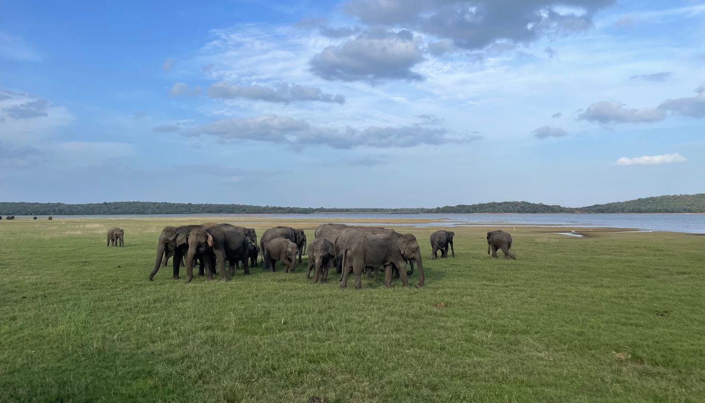 Olifantensafari in Sri Lanka