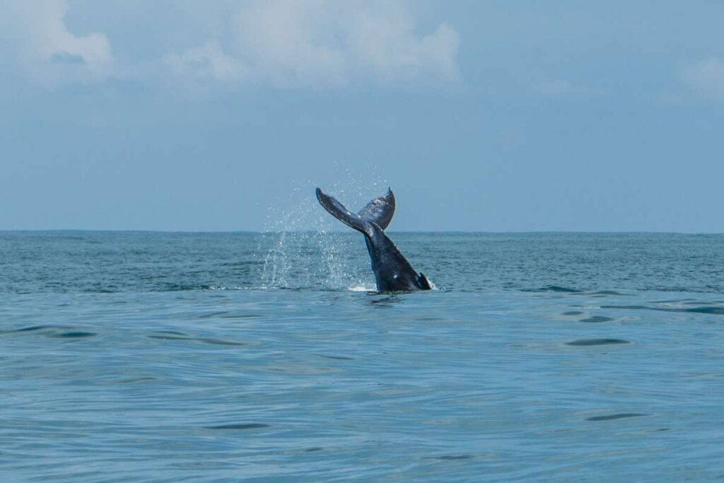 Walvissen spotten in Costa Rica